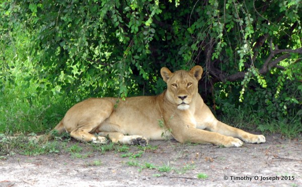 Lioness relaxing in the shade