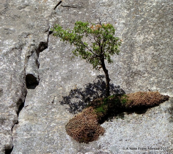 Tree growing out of the side of a shear rock face