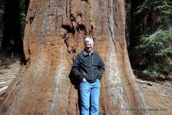 Tim is dwarfed by the size of the tree trunk