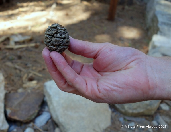 Small egg sized pine cones from the giant sequoias