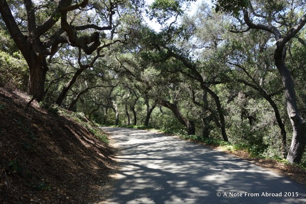 Large tree branches shelter the open paths.
