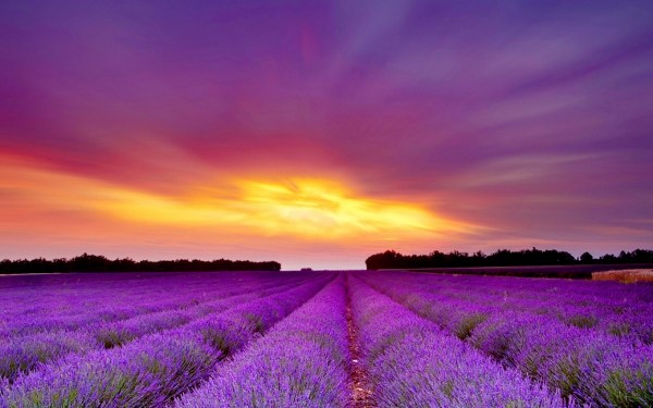 Lavender fields in bloom