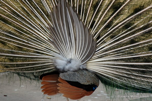 When the peacock turned around