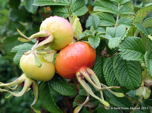 Rose hips?