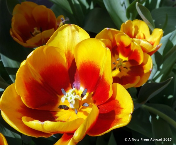 Finally, some tulips that are still in bloom