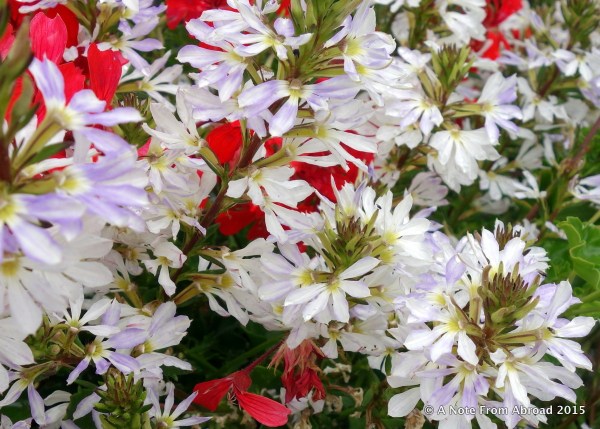 Colorful flowers lined the waters edge