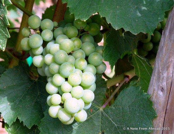 It was a little too early for harvest, but the vines were heavy with grapes