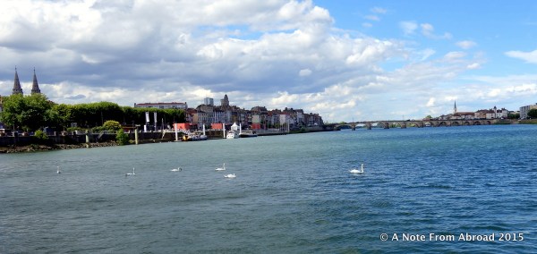 100's of swans along the river
