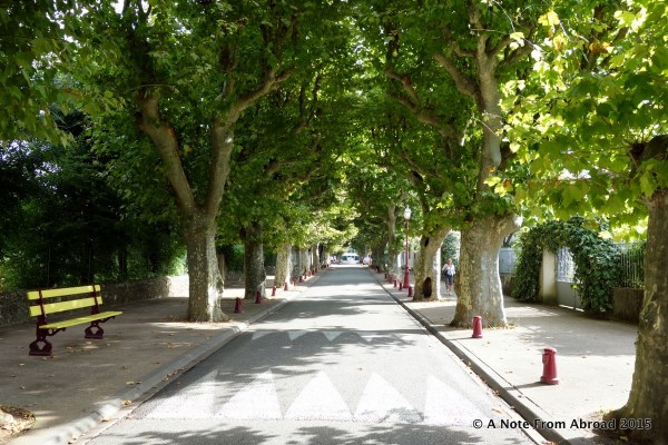 Sycamore lined street