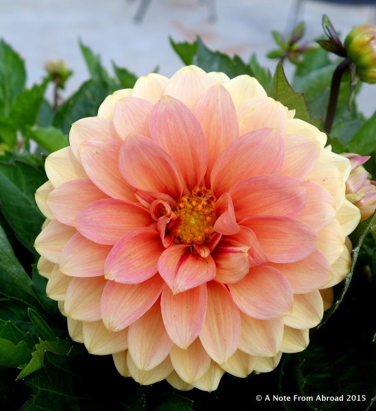 Dahlias are in bloom