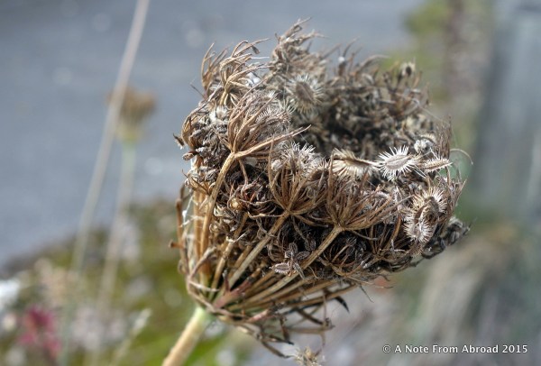Weed seed pod