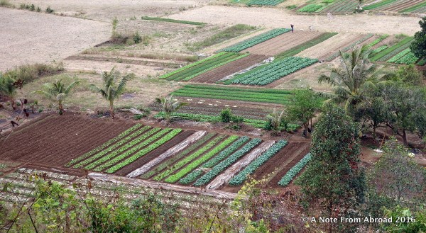 Healthy gardens with a variety of plants