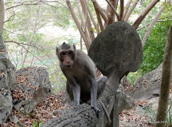This was one mean and aggressive monkey!