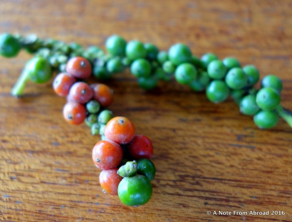 Green pepercorns and a few turning red