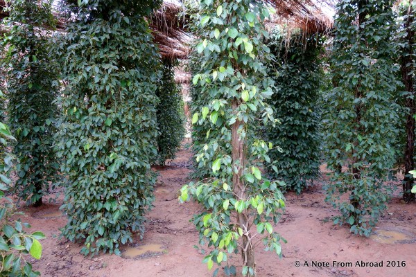 Pepper corns are grown on tall, slender trees (or bushes) and can produce for up to 20 years, however the prime crop is when the plant is about 14 years old.