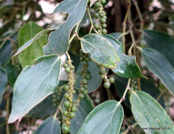 Peppercorns on the tree