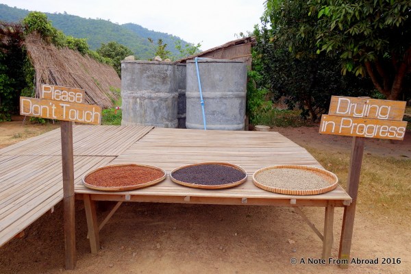 Drying the peppercorns in the sunshine