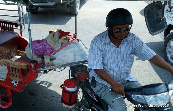 Special passenger or mascot?