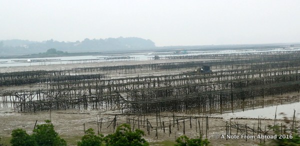 Oysters growing in the bay