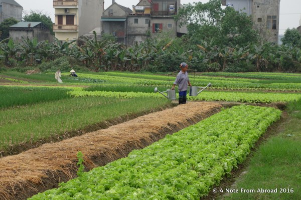Watering may be done by corralling small plots with hand built dykes, or by hand, carrying metal spouted cans.