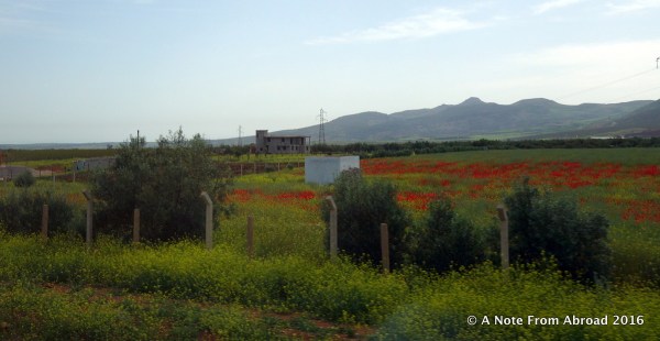 The poppies are in bloom