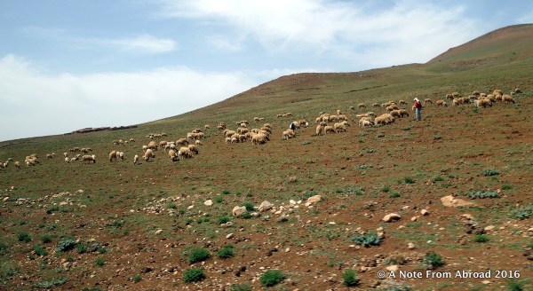 Sheep and goats are a common sight, along with their attendant