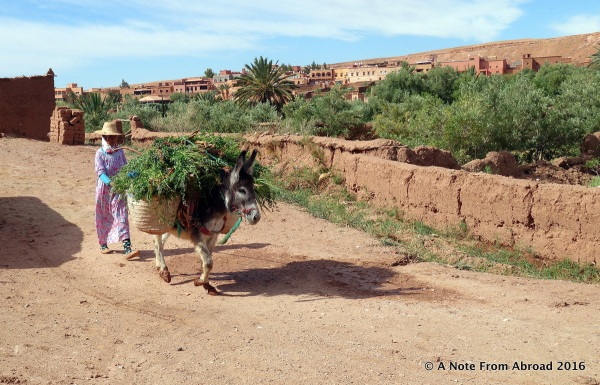 Donkey carrying a load of greens into the village