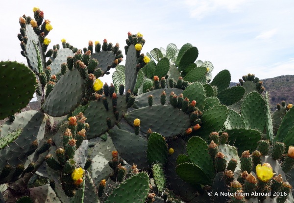 Prickly Pear cactus. They eat the fruit.