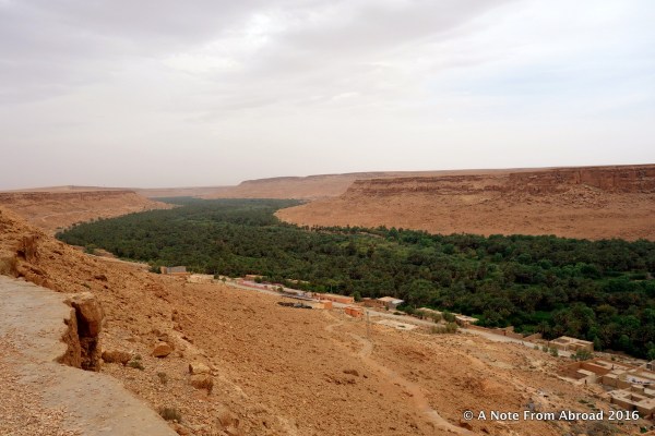 Over 1 million date palms inhabit this area
