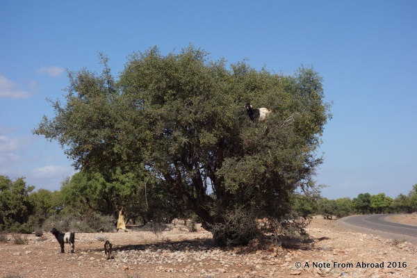 Arian trees with goats out on the limbs eating the fruit