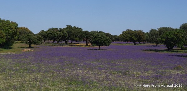 Cork trees in the background
