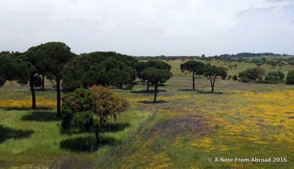 Spectacular wildflowers and cork trees
