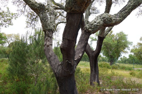 Cork Tree