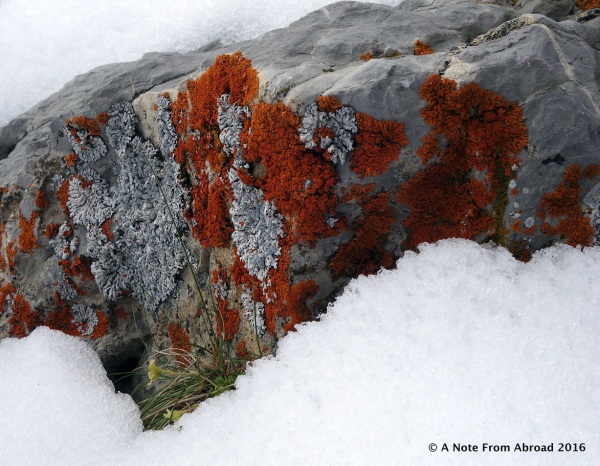 Brilliantly colored moss and liken on rocks peaking out through the snow