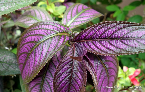 I think a kind of Coleus, but much deeper purple than I am used to seeing