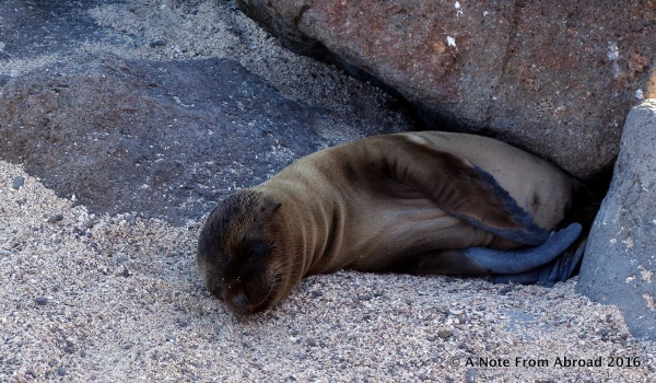 Baby Sea Lion, approximately 4 weeks old