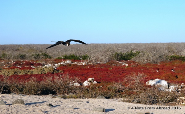 Frigate bird over colorful but sparse terrain