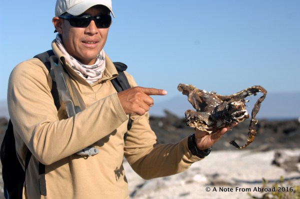 Our guide extraordinaire, Roberto, showing us the skeleton of a Marine Iguana
