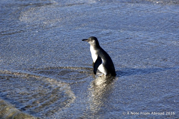 Galapagos Penguin