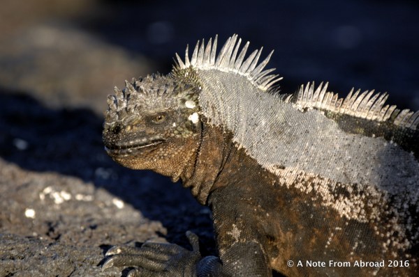 Marine Iguana
