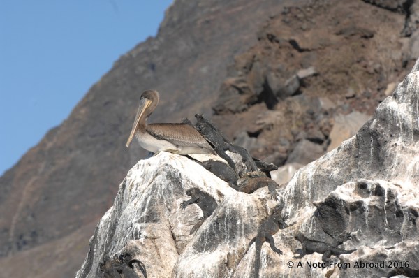 Brown Pelican and many Marine Iguanas on the rocks