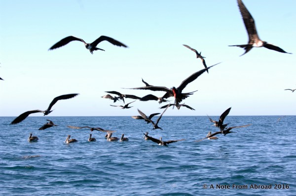 A lot of bird activity caught Tim's attention