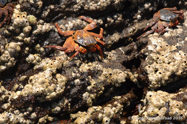 Sally Lightfoot Crab