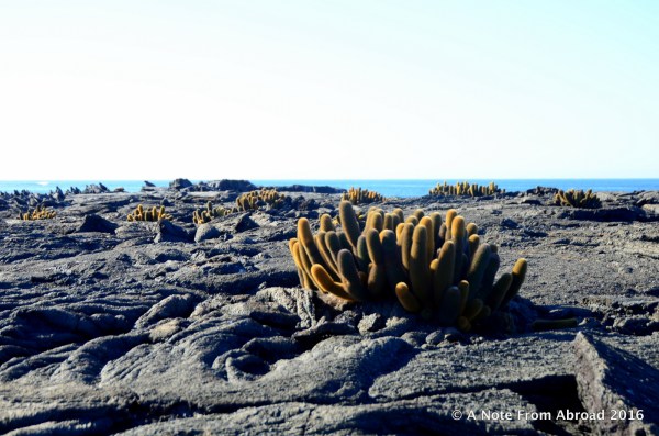 Black lava with a few cactus